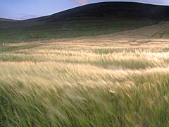 Barley Field. Picture Sigurd Towrie